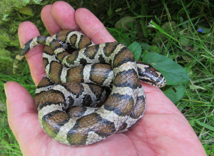 Eastern Milk Snake